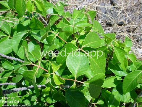 poison-ivy, Rydberg's